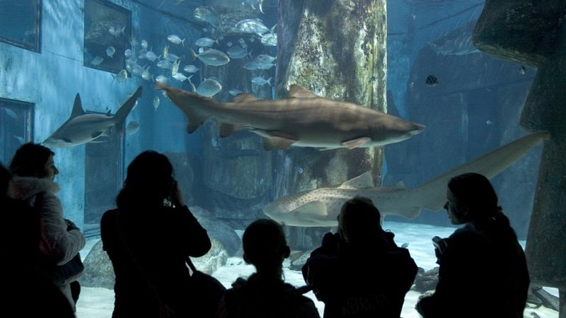 tubarões no aquário de são paulo