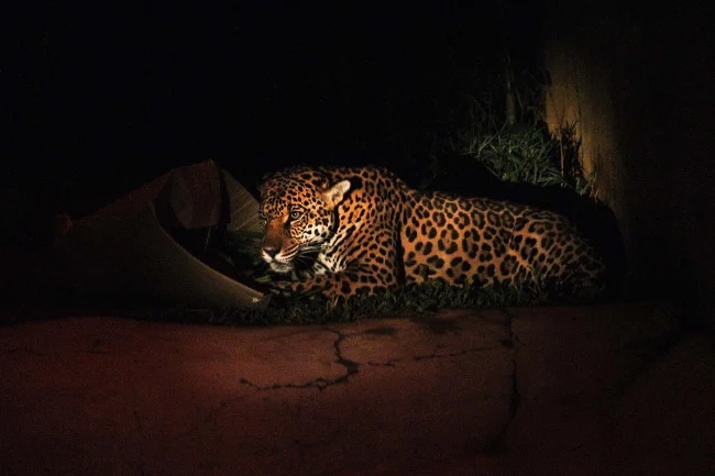 Noite Animal no Zoológico de São Paulo