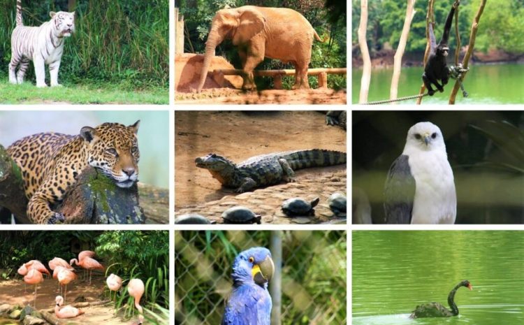  Quer ganhar ingressos para o Zoológico de São Paulo ou Patati Patatá? Saiba como aproveitar os dois passeios